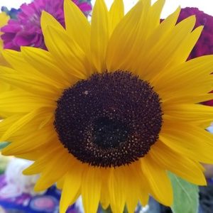 Meet your Posher, Rose